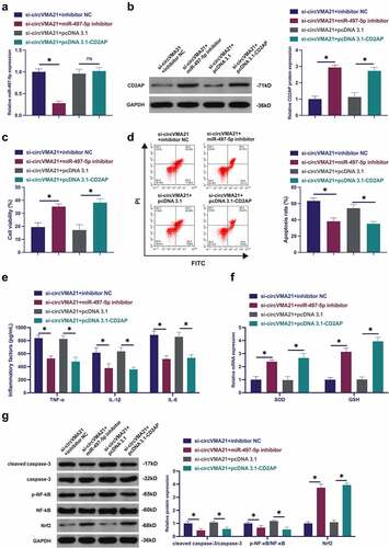 Figure 6. CircVMA21 ameliorates LPS-stimulated apoptosis and inflammation of BEAS-2B cell via modulating the miR-497-5p/CD2AP axis. (a): CircVMA21 was knocked down, while silenced miR-497-5p or elevated CD2AP exerted an influence on miR-497-5p in BEAS-2B cells; (b): CircVMA21 was knocked down, while silenced miR-497-5p or elevated CD2AP exerted an influence on CD2AP in BEAS-2B cells; Assessment of the influence of knocking down circVMA21 and silenced miR-497-5p or elevated CD2AP on BEAS-2B cell viability via Function rescue assay (c), Apoptosis rate (d), Inflammatory factors (e), The influence of antioxidant enzymes (f) and cleaved caspase-3, p-NF-κB, and Nrf2 (g); Representation of the data was as mean ± SD, N = 3; * P< 0.05.