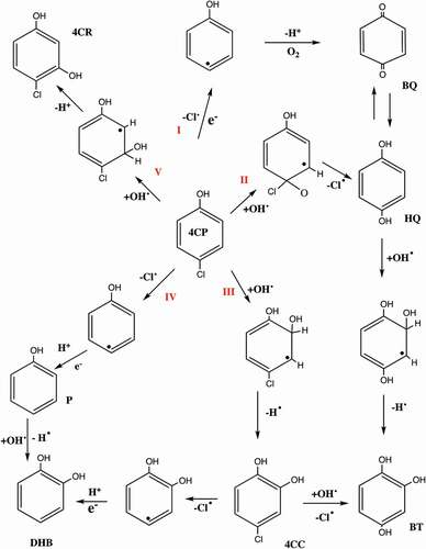 Figure 6. Mechanism for degradation of 4-chlorophenol using W-Mo-TiO2 [Citation111]