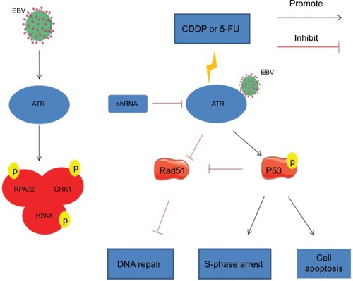 Figure 7 Model for EBV related chemoresistance.Notes: EBV activates the ATR-mediated DDR pathway, which is characterized by enhanced phosphorylation of the pathway proteins RPA32, CHK1, and H2AX. During CDDP- or 5-FU-induced DDR in EBV-positive CNE1, ATRi leads to enhanced p53 phosphorylation, resulting in S-phase arrest and initiation of a p53-mediated apoptosis pathway. Meanwhile, ATRi also impairs Rad51 formation, leading to ineffective HR repair.Abbreviations: 5-FU, 5-fluorouracil; ATM, ataxia telangiectasia mutation; ATR, ATM and Rad-3 related; ATRi, ATR interference; CDDP, cisplatin; DDR, DNA damage response; EBV, Epstein–Barr virus; HR, homologous recombination.