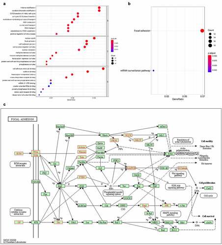Figure 8. KEGG pathway analysis of five target genes regulated by circRNAs. the bar plot (a), dot plot (b) and related pathway (c) showed the top 10 enrichment score values of the significantly enriched pathway