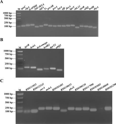 Figure 2. Amplification product of candidate reference genes. PCR products in 2% agarose gel stained with ethidium bromide (EB). (A) PCR analysis of the 17 genes (rpoC, sigA, GAPDH, 16S rRNA, tufA, Ts, greAB, greA, lepA, efp, fusA, hprT, rbL13, rpoB, ubQ, hrdB and thyA); (B) PCR analysis of the 6 genes (gyrB, hrdA, hrd-omega, hrdB2, hprT2 and ubQ2); (C) PCR analysis of the 12 genes (RS0111025, RS0122145, ruvA, mshA, RS0103485, RS0138655, phoX, RS0100110, RS0117990, RS0103685, RS0140840 and RS0101290). M: D15000 + 2000 DNA marker (Tiangen Biotech Co., LTD. cat. no. MD116).