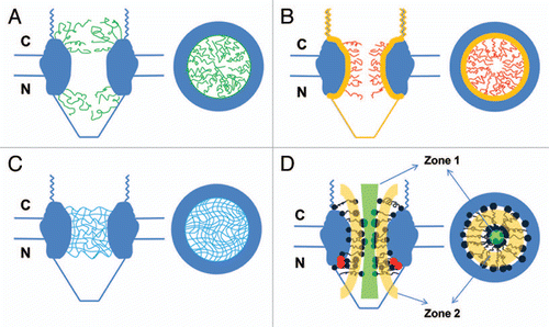 Figure 1 Nucleocytoplasmic transport models. Structural models are presented in both a side view (perpendicular to the NE) and a top view (cross-section through the center of the NPC). (A) The ‘virtual gating/polymer brush’ model. Non-interacting FG-Nups (green curves) extend as ‘repulsive bristles’ or ‘polymer brushes’ to form an entropic barrier on both sides of the NPC. The entropic barrier is unfavorable for larger cargo molecules, but transport receptors binding to these FG domains can overcome the barrier and gain access into and through the NPC for themselves and their cargo complexes. (B) The ‘reduction of dimensionality’ model. FG domains (yellow layer) continuously coat the inner surface of the NPC to provide continuous binding sites for transport receptors and their cargo complexes. Transport complexes move along the coated surface with a random two-dimensional walk. The spacer sequence (red curves) between FG repeats may form a physical barrier for larger cargo molecules alone and constitute a narrow axial channel for passive diffusion of smaller molecules. (C) The ‘selective phase/hydrogel’ model. Hydrophobic interactions among FG repeats generate a sieve-like hydrogel meshwork (blue mesh). Transport receptors and the transport complexes bind to and dissolve into the meshwork to complete the translocation. Smaller molecules diffuse through multiple gaps in the meshwork. (D) The ‘forest’ model. FG-Nups contain FG domains with two conformations: the globular-collapsed conformation (dark blue dots for low charge and cohesive, red dots for high charge and non-cohesive) and the extended-coil conformation (dark blue lines). The globular-collapsed domains form a transport zone 1 in the middle of the NPC, and the extended-coil domains form a peripheral zone 2.