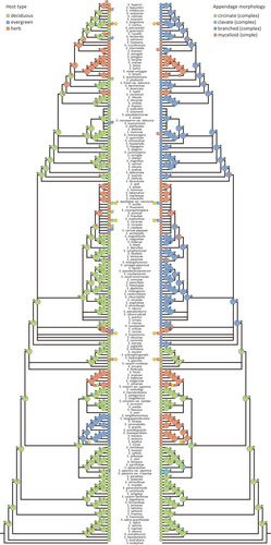 Figure 3. Ancestral state reconstruction of host types and appendage morphologies. Asterisks indicate posterior probabilities (PPs) of supported states at each node (≥0.90). The deciduous type is the most ancestral, whereas the herb (orange arrows) and evergreen (blue arrows) types evolved secondarily. The deciduous types (yellow-green arrows) reverted from herb types. The circinate type is the most ancestral, and the mycelioid (orange arrows), clavate, and branched (blue arrows) types evolved secondarily. The branched types (blue arrows) reverted from mycelioid types. Transitions of host type and appendage morphology at the same nodes are indicated (yellow stars).