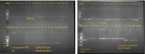 Figure 5. Results of MCMV and SCMV on a 2% agarose gel: total RNA was extracted from the samples collected from farmers’ field, cDNA was then prepared followed by RT-PCR for MCMV and SCMV using specific primers for these viruses.