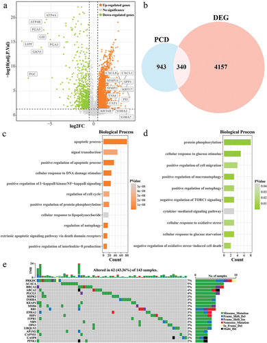 Figure 1. Biological processes and mutational landscapes involved in DEPCDGs in ESCC. (a) Volcano plot of 4497 DEGs. Orange in the plot is up-regulated DEGs and green is down-regulated DEGs. (b) Wayne diagram of PCD genes and DEGs taking the intersection of 340 DEPCDGs obtained. (c) Upregulation of biological processes in which DEPCDGs are involved. (d) Down-regulation of biological processes involved in DEPCDGs. (e) Waterfall plot showing the mutational landscape of the top 20 DEPCDGs in terms of mutation frequency.