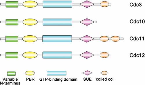 Figure 1. Domain structures of S. cerevisiae core septins. All septins contain a GTP-binding domain, the septin unique element (SUE) and a phosphoinositide-binding polybasic region (PBR). The C-terminus (coiled-coil) regions vary