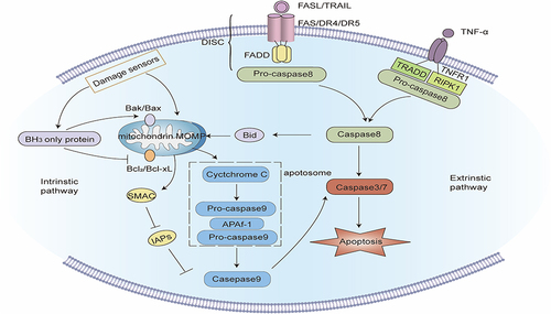 Figure 1 Signaling pathway of apoptosis. Intrinsic apoptotic pathway: Intracellular damage signals make mitochondrial outer membrane permeabilization (MOMP) release cytochrome C and the second mitochondria-derived activator of caspases (SMAC) into the cytoplasm. Cytochrome C integrates with apoptotic protease activating factor-1 (APAF-1) and pro-caspase - 9 to establish apoptosomes. In the apoptosomes, caspase-9 self-activates and reactivates the apoptotic “executioner” function of caspase-3/7. At the same time, SMAC impedes the function of inhibitors of apoptosis proteins (IAPs) and fosters apoptosis. BH3-only proteins can activate pro-apoptotic proteins and inhibit anti-apoptotic proteins, thereby fostering apoptosis. Extrinsic apoptotic pathway: after the death ligand binds to the death receptor, the death receptor interacts with the adapter protein FAS-associated protein with death domain (FADD) and recruits pro-caspase-8 to create the death-inducing signaling complex (DISC), and caspase-8 is activated, which can directly activate caspase-3/7, and can also cleave Bid into active tBID, thereby inducing MOMP-mediated apoptosis.