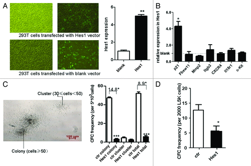 Figure 4. In vitro CFC study on Hes1-transduced HSPCs and HSCs. Infection rates were assessed using transduction of 293T cells. After infection, the cells were analyzed with fluorescence microscope (A) and GFP+ cells were sorted for the expression of Hes1 and other related genes (B). Lin- cells (C) and LSK cells (D) of B6.SJL mice were transduced with Hes1 or control retrovector. Successfully transduced (GFP+) cells were enriched by FACS sorting and plated in standard methylcellulose-containing CFC assays. Data are shown as means ± SD ***, p < 0.0001, statistical analysis was performed using Student’s t-test.