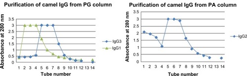 Figure 2 Purification of IgG subclasses by affinity chromatography.