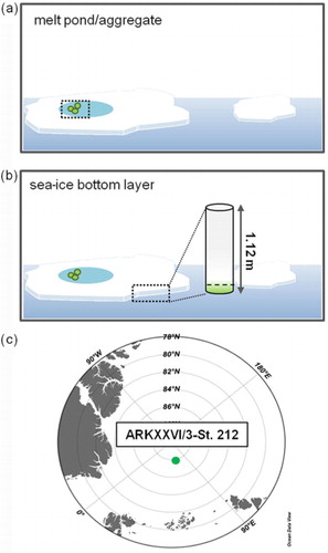 Fig. 1  (a) Melt-pond aggregate and (b) sea-ice bottom layer (sea-ice–water interface; 10 cm) habitats. (c) The position of sampling station 212 in the Arctic Ocean (ARKXXVI/3 cruise).