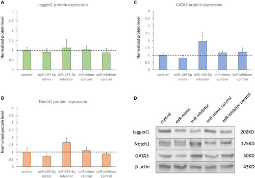 Figure 4. The protein expression of Notch1-GATA3 pathway in D-HBE-As cells transfected with miR-139-5p mimic, inhibitor, or scrambled controls (n = 3). (A, B and C) The normalized protein levels of Nothc1-GATA3 pathway. (D) The Western Blot results of Nothc1-GATA3 pathway. *p < 0.050, **p < 0.010, ***p < 0.000, compared with control group.