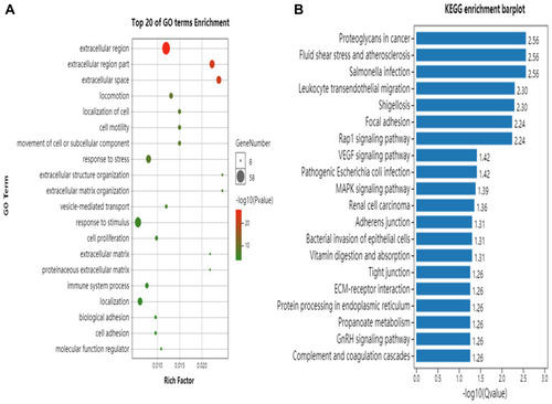 Figure 4 The results of Gene Ontology analysis (A) and KEGG pathway analysis (B).