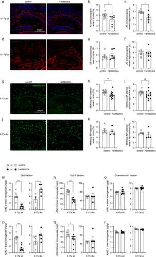 Figure 6. Depletion of gut bacteria reduces Aβ in the brain of Il-17a-wildtype, but not Il17a-deficient APP-transgenic mice.