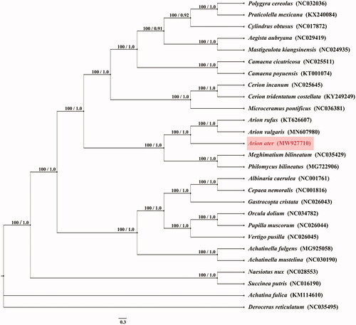 Figure 1. Phylogenetic tree of 27 species was obtain from maximum-likelihood (ML) and Bayesian phylogenetic inference (BI) method based on all protein-coding genes, the ML bootstrap proportions and BI posterior probabilities are shown on the nodes. Other mitochondrial genomes were downloaded from the NCBI Nucleotide databases (www.ncbi.nlm.nih.gov/nuccore).
