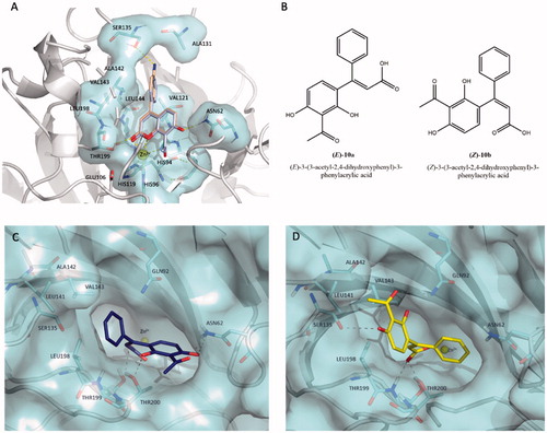 Figure 3. (A) Predicted binding mode of compound 10 (coloured in light blue) overlaid with compound 17 (coloured in wheat) into hCA XII cleft (PDB code 1JCZ).Citation42 (B) Chemical structures of hydrolytic forms 10a and 10b. Predicted binding mode of (E)-10a (C, coloured in blue) and (Z)-10b (D, coloured in yellow) as hydrolysed forms of coumarin 10 into hCA XII cleft (PDB Code: 1JCZ)Citation42. Compounds and crucial residues are shown as sticks; dashed lines represent hydrogen bond interactions. The protein structure is shown as pale-cyan surface and light grey cartoons. Zinc ion is depicted as a yellow sphere. Figures made by Pymol (https://pymol.org).