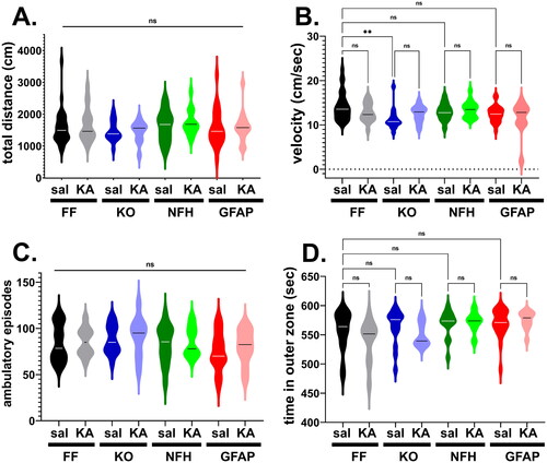 Figure 2. Panx1 and early life seizure do not affect locomotor activity and anxiety-like behavior. Violin plots showing the median values of the (A) total distance travelled, (B) velocity, (C) number of ambulatory episodes, and (D) time spent in the outer zone of the open field arena obtained for 2 months old Panx1f/f (FF), global Panx1 knockout (KO), NFH-Cre:Panx1f/f (NFH), and GFAP-Cre:Panx1f/f (GFAP) mice that were injected with saline (Sal) and kainic acid (KA) at age P21. KA groups correspond to mice that developed SE. **p = 0.001, ns = not significant (Kruskal-Wallis followed by Dunn’s test). Number of mice: FFsal (30), FFKA (18), KOsal (15), KOKA (10), NFHsal (14), NFHKA (15), GFAPsal (22), GFAPKA (14).