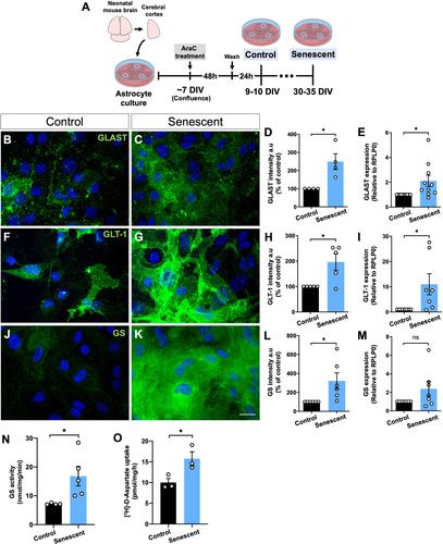 Figure 2 Levels and activity of glutamate transporters and GS are upregulated in senescent astrocytes in vitro. (A) Primary murine astrocyte cultures were maintained for 10 DIV (control group) or 30–35 DIV (senescent group) followed by immunocytochemical and PCR assays of the glutamate transporters, GLT-1 and GLAST, and the enzyme, GS, and evaluation of GS activity and aspartate uptake assays. (B–E) Increased immunostaining intensity and expression of GLAST (B–E) and GLT-1 (F–I) in senescent astrocyte cultures compared to the control group. (J–M) Increased immunolabeling intensity of GS in senescent astrocytes. (N-O) Upregulated GS activity and [3H]-D-aspartate uptake in senescent astrocytes compared to control cultures. Scale bar, 20 μm. Individual data points are plotted and represent individual cultures (n = 3–10 cultures/group). Significance was determined using the unpaired t-test. Error bars represent ± SEM. **: p < 0.01; *: p < 0.05. RPLP0: ribosomal protein lateral stalk subunit P0.