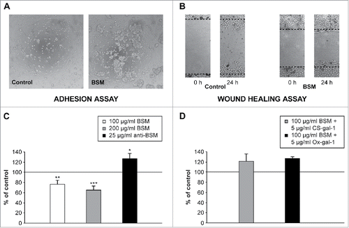 Figure 2. Effect of BSM on adhesion and migration of HTR-8/SVneo extravillous trophoblast cells. (A) Cell adhesion after 2 h in the presence of BSM (100 µg/ml) in culture medium. A representative micrograph shows aggregation of trophoblast cells in the presence of BSM. (B) Representative images of the bidirectional migration of HTR-8/SVneo monolayers following wounding. Cells were grown with or without (control) BSM in culture media. Cell migration was reduced in the presence of BSM. (C, D) Statistical analyses of wound healing assays. (C) BSM (100 µg/ml and 200 µg/ml) reduced cell migration, which was prevented in the presence of anti-BSM antibodies (25 µg/ml). (D) Supplementation of culture media with 5 µg/ml of CS-gal-1 or Ox-gal-1 (2 molecular forms of biologically active recombinant human gal-1) prevented inhibition of HTR-8/SVneo cell migration by BSM (100 µg/ml). The data are expressed as a percentage of the value for the untreated control ± SEM, n = 6. *p < 0.05; **p < 0.01; ***p < 0.001. Method details available in Supplemental material.