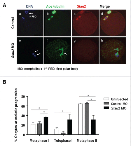 Figure 4. Stau2 depletion delayed meiosis I completion in oocytes. After morpholino treatment, oocytes were cultured in normal maturation medium for 17 h, and processed for immunostaining with acetylated-tubulin and Stau2. The meiotic progression was counted based on chromosome configuration and spindle structure. The percentage of oocytes at MI stage was significantly higher in Stau2 morpholino group, quite some oocytes were at the late stage of TI (A, e-h, B). Only faint Stau2 was detected with immunofluorescence on microtubules in TI oocytes (A, f, g, h), combined with decondensed chromosomes (A, e).