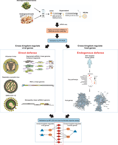 Figure 1 Schematic illustration of experimental design for HELNs isolation, and prediction of respiratory RNA viral genomes and human gene targeted by miRNAs in HELNs. Pictures of all the virus structures and genomes were obtained from ViralZone Available from: https://viralzone.expasy.org/. Creative Commons.