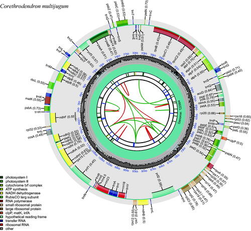 Figure 2. The plastome genome map of Corethrodendron multijugum under this study. From the inner circle, the first circle depicts distributed repeats connected by red (forward direction) and green (reverse direction) arcs, respectively. The following circle displays tandem repeats denoted by short blue bars. The sequences of microsatellites are depicted as short green bars. The fourth circle displays the sizes of LCS, SSC, and IR (this plastid lacks annotation of these three regions). The fifth circle illustrates the distribution of GC contents along the plastome (dark grey: GC contents, light grey: background). The sixth circle displays the genes with colored boxes. The outer and inner colored boxes present transcribed clockwise and counterclockwise genes, respectively.