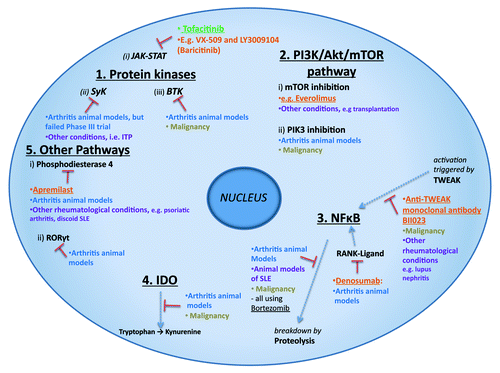 Figure 1. Schematic demonstration of intracellular signaling targets currently of therapeutic interest in rheumatoid arthritis. Green text: licensed for RA and currently in use. Orange text: undergoing clinical trials in RA. Blue text: evidence of therapeutic effect in animal inflammatory arthritis models. Brown text: evidence of therapeutic effect or undergoing trials in malignancy. Purple text: evidence of therapeutic benefit or undergoing trials in other conditions. JAK-STAT, Janus Kinases-signal transducer and activator of transcription; BTK, Bruton’s tyrosine kinase; SyK, Spleen Tyrosine Kinase; PI3K/Akt/mTOR, mammalian target of rapamycin / serine/threonine kinase Akt / phosphatidyloinositide 3-kinases; NFkB, nuclear factor kappa-light-chain-enhancer of activated B cells; TWEAK, TNF-like weak inducer of apoptosis; RANK-Ligand, receptor activator of NFkB-ligand; IDO, Indoleamine 2,3-dioxygenase; RORγt, Retinoic acid receptor-related orphan nuclear receptor gamma; ITP, idiopathic thrombocytopenic purpura.