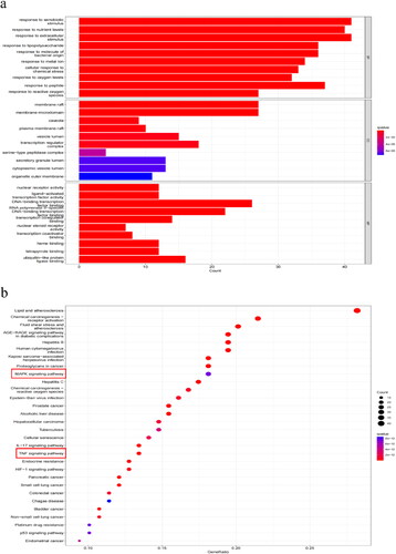 Figure 2. GO and KEGG pathway analysis.