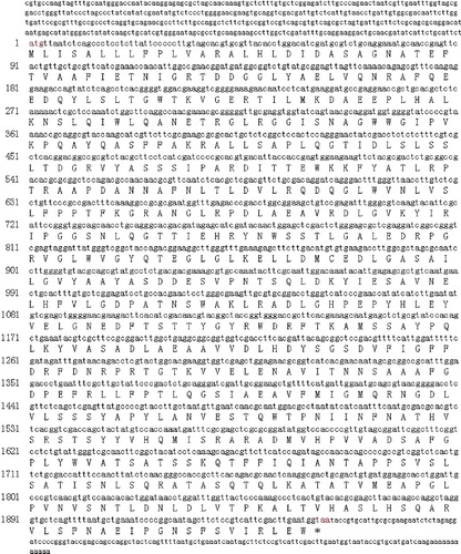 Figure 1. Nucleotide sequence and deduced amino-acid sequence of abf from Auricularia auricula.