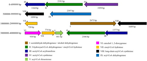 Figure 4. Location and size of the steroid estrogen-degrading enzyme assumed in Serratia nematodiphila DH-S01.