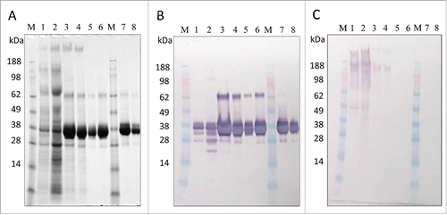 Figure 5. In-process sample analysis with 4–12% Bis-Tris gels. (A) SDS-PAGE with Coomassie blue staining, (B) Western blot with anti-LdNH36/colorimetric detection), and (C) HCP Western blot with anti-P. pastoris/colorimetric detection. Lanes 1–6 are non-reduced and lanes 7–8 are reduced. Lanes M: molecular weight standard; Lane 1: fermentation supernatant; Lane 2: post-TFF; Lane 3: Capto SP pool; Lane 4: concentrated Capto SP pool; Lane 5 and 8: SEC200 pool low load; Lane 6 and 7: SEC200 pool high load.
