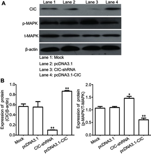 Figure 7 CIC inhibits activation of MAPK signaling pathway in vitro. Notes: Changes of phosphorylation levels of MAPK in 786-O cells transfected with indicated molecular. **P<0.01, vs mock group. Representative images (A)  and quantification (B) of  levels of CIC, phosphorylated MAPK and total MAPK  in 786-O cells transfected with indicated molecular.  The  band density was qualified by Image J software, and β-actin was used as internal controls.Abbreviation: CIC, capicua homology protein.