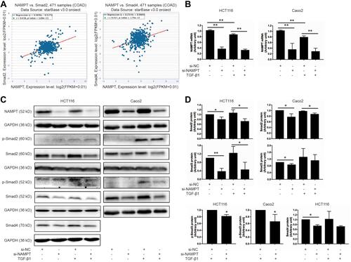 Figure 2 NAMPT silencing inhibited the TGF-β signaling pathway. (A) The starBase online tool in TCGA-COAD data was applied to explore the relationship of NAMPT with Smad2 (left panel) and Smad4 (right panel). (B) HCT116 and Caco2 cells were transfected with si-NAMPT or si-NC for 48 h and incubated in the presence or absence of TGF-β1 (5 ng/mL) for 24 h. The effect of NAMPT knockdown after si-NAMPT transfection was detected by qRT-PCR. (C) The influence of NAMPT silencing on the protein expression of transforming growth factor-β (TGF-β) signaling cascades (p-Smad2, p-Smad3, Smad2, Smad3, and Smad4) was analyzed by Western blot in HCT116 and Caco2 cells. GAPDH was used as a loading control. (D) Histograms showed a semi-quantitative analysis of the relative optical density of protein bands in C. Data were presented as mean ± SEM from three independent experiments. *P < 0.05; **P < 0.01.