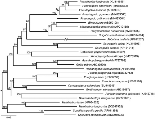 Figure 1. A maximum likelihood tree of Pseudogobio fishes and their close relatives using 28 mitochondrial genomes under the software IQ-TREE. Bootstrap confidences are shown above branches. GenBank numbers are listed in the parentheses.