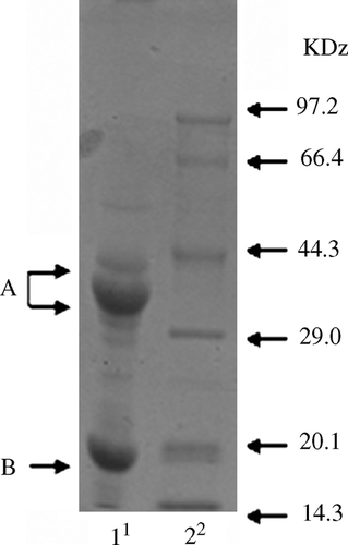 Figure 1.  1 indicates purified glycinin (added to diets); 2 indicates protein molecular weight marker (low; KDa): phosphorylase b, 97.200; bovine serum albumin, 66.400; ovalbumin, 44.300; carbonic anhydrase, 29.000; soybean inhibitor, 20.100; α-lactalbumin, 14.300.