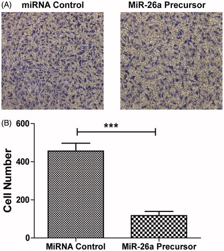 Figure 4. miR-26a inhibited migration of HTFs fibrosis in vitro model. (A) Cell migration ability was analysed by transwell chamber assay 24 h after miR-26a or NC transfection. (B) Quantification of the migratory cells by solubilization of crystal violet. Data represented mean ± SD. ***P < .001.