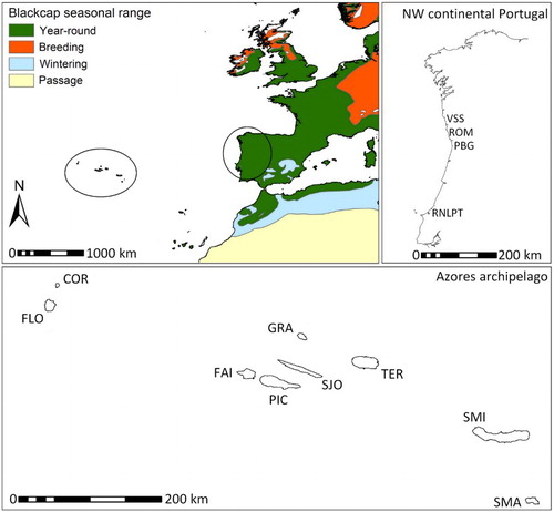 Figure 1. Geographic placement of continental Portugal and the Azores archipelago in Southwestern Europe, with information on the phenology of Blackcap populations in this region. The Azores archipelago is composed of three main groups of islands, the Western (FLO – Flores and COR – Corvo), Central (FAI – Faial; PIC – Pico; GRA – Graciosa; SJO – São Jorge and TER – Terceira) and Eastern groups (SMI – São Miguel and SMA – Santa Maria) each successively closer to the European continent. Sampling was done on all nine islands. Maps were obtained from BirdLife International & NatureServe (Citation2011) and Instituto Hidrográfico da Marinha (Citation2006).