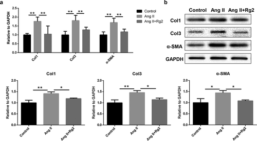 Figure 2. Rg2 downregulates Ang II–induced fibrosis-related genes in cardiac fibroblasts. (a) RT-PCR analysis indicated Rg2 decreased expression of fibrosis-related genes in mRNA level (n = 6). (b) Western blot analysis proved Rg2 decreased expression of fibrosis-related genes in protein level (n = 3). *P < 0.05; **P < 0.01 versus respective control.