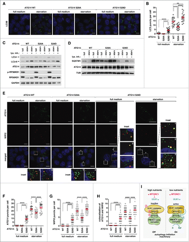Figure 7. ATG14 Ser29 phosphorylation positively regulates the formation of phagophores and autophagosomes. (A) ATG14 Ser29 phosphorylation positively regulates the formation of LC3 puncta. WT- or mutant ATG14-reconstituted HCT116 cells were incubated in DMEM or EBSS for 2 h. Endogenous LC3B (green) was monitored by immunostaining using anti-LC3B antibody (MBL, PM036). Nuclei were stained by DAPI (blue). Scale bar: 10 μm. (B) Quantitative analysis of the results from (A) (**, P < 0.01; ****, P < 0.0001, n ≥ 20). Mean and SEM are shown as horizontal bars. (C) ATG14 Ser29 phosphorylation moderately affects autophagy flux. WT or mutant ATG14-reconstituted HCT116 cells were incubated in DMEM or EBSS for 1 h in the presence or absence of 100 nM bafilomycin A1 (BAF). (D) ATG14 Ser29 phosphorylation has a drastic effect on SQSTM1 level. Cells were treated as described in (C). (E) ATG14 Ser29 phosphorylation positively regulates the formation of WIPI2 puncta and their colocalization with ATG14 puncta. WT or mutant ATG14-reconstituted HCT116 cells were incubated in DMEM or EBSS for 2 h. Endogenous WIPI2 (red) and ATG14 (green) were monitored by immunostaining. We used anti-WIPI2 antibody from EMD-Millipore (MABC91). (F to H) Quantitative analysis of the results from (F) (****, P < 0.0001, n ≥ 30). Mean and SEM are shown as horizontal bars. (I) Model for the activation of the autophagy initiation machinery.