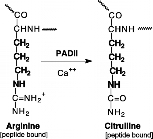 Scheme 1 Conversion of peptide-bound arginine to citrulline by PAD II.