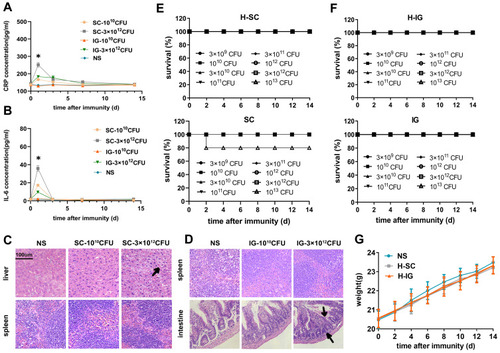 Figure 2 Safety of the H2O2-inactivated RE88-pVLT33-OVA vaccine in mice. (A and B) Serum were collected from mice vaccinated with H2O2-inactivated RE88-pVLT33-OVA on 0, 1, 3, 7, 14 days after immunization, and CRP or IL-6 expression levels were measured by ELISA. (Beyotime Institute of Biotechnology). *P < 0.05 as compared with the SC-3 × 1012 CFU, NS groups. (C) Histological sections of the liver and spleen stained with H&E. Vaccination with H2O2-inactivated RE88-pVLT33-OVA was given via the subcutaneous route. NS: Normal saline; SC-1010 CFU: low dose of H2O2-inactivated RE88-pVLT33-OVA (1010 CFU/mouse); SC-3 × 1012 CFU: high dose of H2O2-inactivated RE88-pVLT33-OVA (3×1012 CFU/mouse). Black arrows: vacuolar degeneration and edema in the liver. The data are representative of n = 3 mice. (D) Histological sections of the spleen and intestine stained with H&E. Vaccination with H2O2-inactivated RE88-pVLT33-OVA was given via the intragastric route. NS: Normal saline; IG-1010 CFU: low dose of H2O2-inactivated RE88-pVLT33-OVA (1010 CFU/mouse); IG-3 × 1012 CFU: high dose of H2O2-inactivated RE88-pVLT33-OVA (3 × 1012 CFU/mouse). Black arrows: Proliferated mucosa and increased lymphocytes in the intestine. The data are representative of n = 3 mice. (E) Survival rates for mice vaccinated with various doses of H2O2-inactivated RE88-pVLT33-OVA (H-SC) or RE88-pVLT33-OVA (SC) via the subcutaneous route (n = 10 mice per group). (F) Survival rates for mice vaccinated with various doses of H2O2-inactivated RE88-pVLT33-OVA (H-IG) or RE88-pVLT33-OVA (IG) via the intragastric route (n = 10 mice per group). (G) Mouse body weight after immunization with H2O2-inactivated RE88-pVLT33-OVA (2 × 108 CFU/per mouse). Data are presented as the mean ± SEM of three independent experiments.