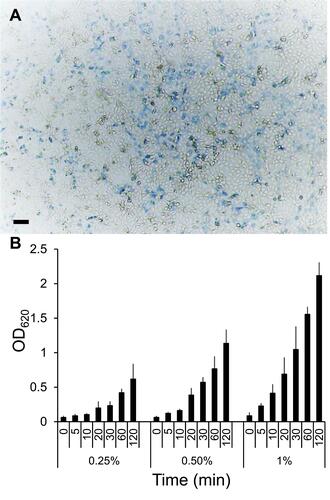 Figure 1 MB uptake of HCEC. (A) Some cells stain blue (oxidized MB) in a 48 h confluent HCEC monolayer after 30 min incubation with 1% MB. (Bar = 50µm). (B) Time and MB concentration-dependent uptake by HCEC (OD620 of the cell lysate).