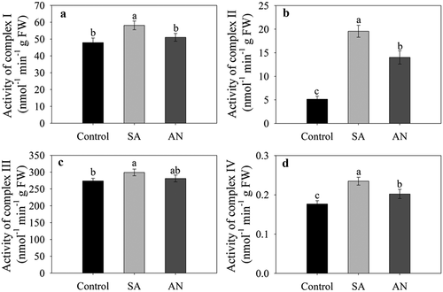 Figure 5. Effects of different N treatments on the activities of root complexes I (a), II (b), III (c), and IV (d) in wheat seedlings. The results represent the mean ± SD of three independent experiments. Different lowercase letters above the columns indicate significant differences at P < .05 between experiments. Control: wheat seedlings grown in 7.5 mM NO3−; SA: wheat seedlings grown in 7.5 mM NH4+; AN: wheat seedlings grown in 7.5 mM NH4+ + 1.0 mM NO3−.
