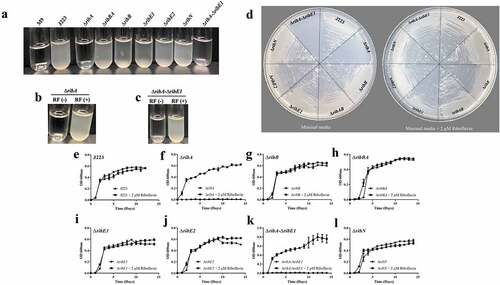 Figure 6. Growth of A. salmonicida J223 wild-type and mutant strains in M9 minimal media supplemented with (2 µm) and without riboflavin (RF). a. Growth of J223 and mutants in M9. b. Growth of ∆ribA in M9 supplemented without RF(-) and with RF(+) riboflavin. c. Growth of ∆ribA-∆ribE1 in M9 supplemented without RF(-) and with RF(+) riboflavin. d. Growth of A. salmonicida J223 and mutants in M9 agar plates with and without riboflavin. Growth curves of e. A. salmonicida J223 wild-type, and A. salmonicida mutants f. ΔribA, g. ΔribB, h. ΔribBA, i. ΔribE1, j. ΔribE2, k. ΔribA-ΔribE1, and l. ΔribN grown in minimal media in the presence (2 μM) and absence of riboflavin at 15 ºC in triplicates with aeration (180 rpm) for 15 days.