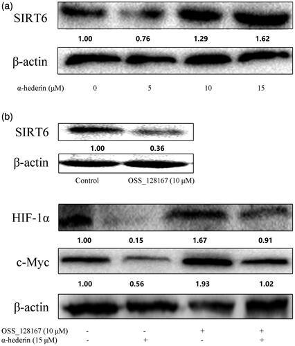 Figure 5. α-Hederin inhibits c-Myc and HIF -1α by activating expression of SIRT6. (a) A549 cells were treated with α-hederin for 24 h. Expression of SIRT6 was detected by western blot. (b) A549 cells were treated with α-hederin or SIRT6 inhibitor OSS_128167 for 24 h. Expression of c-Myc and HIF-1α was detected by western blots.
