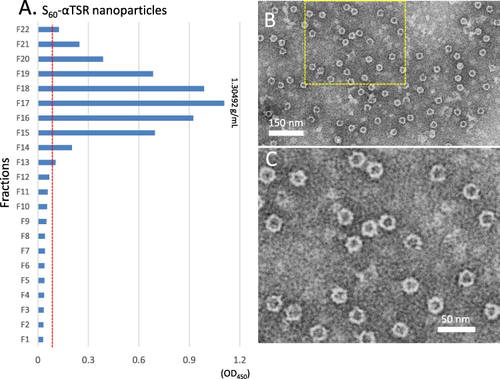 Figure 4 Analysis of the S60-αTSR nanoparticles after purification by cesium chloride (CsCl) density gradient centrifugation. (A) Following centrifugation, the CsCl density gradient containing the S60-αTSR nanoparticles was fractionated into 22 portions. The relative concentrations of the S60-αTSR protein in the fractions were measured by EIA assays using antibody against norovirus VLP. Y-axis indicates the fraction numbers, while X-axis shows signal intensities in optical density (OD450) with a red dashed line showing the cut-off signal at OD450=0.1. (B and C) A TEM micrograph of the S-αTSR protein of fraction 17 showing uniform S60-αTSR nanoparticles (B) with an enlargement of the framed area in (C) showing recognizable protrusions of αTSR antigens on the surface.