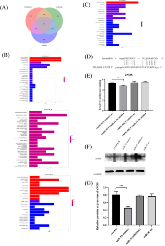 Figure 7 Prediction and validation of miR-31-5p target genes. (A) TargetScan, miRDB, and miRanda predict the miR-31-5p target genes. (B and C) GO and KEGG pathway enrichment analysis. (D) Prediction of the miR-31 binding sequence in the 3’-UTR of human eNOS mRNA. (E) The target relationship between miR-31-5p and eNOS was verified using a dual-luciferase reporter assay in 293T cells. (F and G) The eNOS expression level was analyzed by Western blots in RAW264.7 cells transfected with miR-31 mimics, inhibitors and nc. Data are shown as the mean ± SD of three independent experiments. Statistical analyses were performed by ANOVA. *P<0.05, ***P<0.001.
