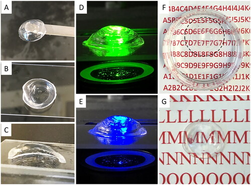 Figure 5. 3D structure of bioprinted corneal scaffolds and their optical properties. (A-C) Top, bottom and section view of the printed corneal structure. (D-E) The printed corneal structures were exposed to green (540 nm) and blue (480 nm) fluorescent illumination, showing overall dome shape. (F-G) Depiction of transparency of the printed corneal structures in liquid and air, respectively.