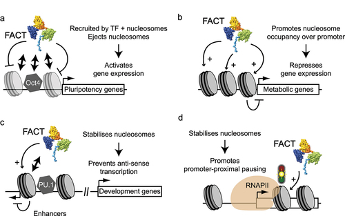 Figure 5. Role of FACT during transcription initiation at specific genes in mammalian cells. (a-d) Four different previously described roles played by FACT at specific promoters or enhancers are depicted (see main text for details). Physical interactions are represented as double arrows. Stabilizing (arrows with “+” signs) and destabilizing (inhibitory arcs) effects on nucleosomes are depicted.