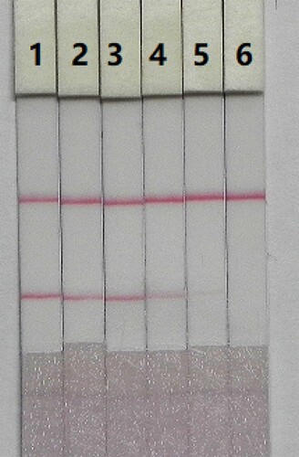 Figure 6. Colloidal gold immunochromatographic for CTA in 0.01 M PBS (pH 7.4). CTA concentration: 1 = 0 ng/mL; 2 = 0.05 ng/mL; 3 = 0.1 ng/mL; 4 = 0.25 ng/mL; 5 = 0.5 ng/mL; and 6 = 1 ng/mL.