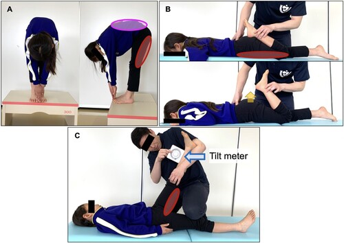 Figure 3. Methods for measuring muscle flexibility. A. FFD measures the flexibility of the hamstrings and the spinal column, showing in red and pink ellipses, respectively. B. The Ely test measures the flexibility of one of the anterior muscles, the rectus femoris muscle indicated by the red ellipse. The yellow arrow indicates the lower back and pelvis movement that occurs with decreased flexibility of the anterior thigh muscles. C. SLR-T measures the flexibility of the hamstrings, indicated by the red ellipse.